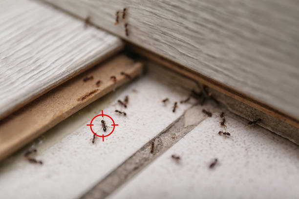 Best Wasp Removal Services  in Woodlawn, MD